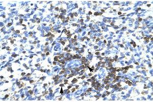Human Spleen; RCOR3 antibody - N-terminal region in Human Spleen cells using Immunohistochemistry (RCOR3 Antikörper  (N-Term))