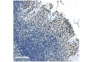 IHC analysis of NRF1 using anti- NRF1 antibody (ABIN7600874). (NRF1 Antikörper  (AA 246-503))