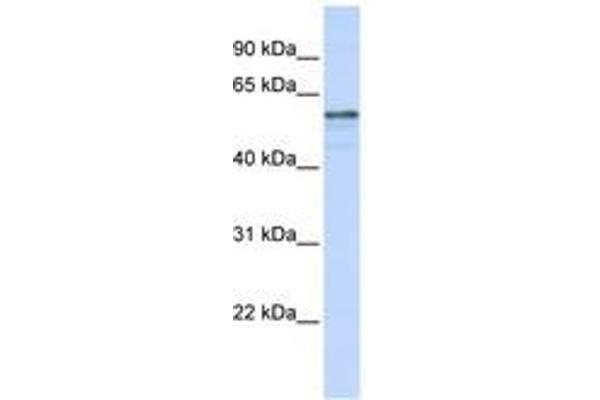 TMEM195 antibody  (AA 36-85)