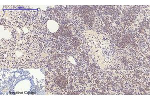 Immunohistochemical analysis of paraffin-embedded mouse lung tissue. (E2F1 Antikörper  (AA 100-170))