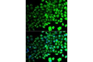 Immunofluorescence analysis of A549 cells using PRKAA2 antibody. (PRKAA2 Antikörper  (AA 343-552))