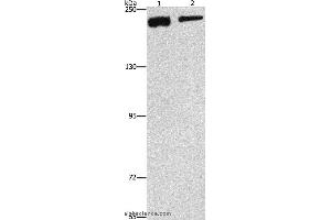 Western blot analysis of NIH/3T3 and hela cell, using CLTC Polyclonal Antibody at dilution of 1:300 (Clathrin Heavy Chain (CLTC) Antikörper)
