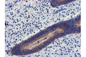 Image no. 5 for anti-Coiled-Coil-Helix-Coiled-Coil-Helix Domain Containing 5 (CHCHD5) (AA 1-110) antibody (ABIN1490560) (CHCHD5 Antikörper  (AA 1-110))