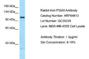 Western Blotting (WB) image for anti-Integrin, alpha 5 (ITGA5) (C-Term) antibody (ABIN970975) (ITGA5 Antikörper  (C-Term))