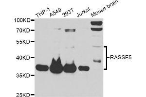 Western blot analysis of extracts of various cell lines, using RASSF5 antibody (ABIN6292212) at 1:1000 dilution. (RASSF5 Antikörper)
