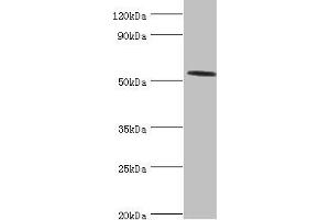 Western blot All lanes: Hyaluronidase-2 antibody at 4 μg/mL + Mouse lung tissue Secondary Goat polyclonal to rabbit IgG at 1/10000 dilution Predicted band size: 54 kDa Observed band size: 54 kDa (HYAL2 Antikörper  (AA 367-473))