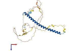 CEBPB Protein (AA 1-296) (His tag)