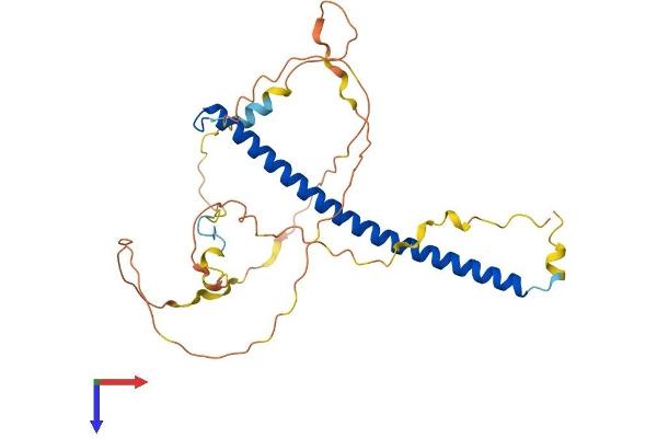 CEBPB Protein (AA 1-296) (His tag)