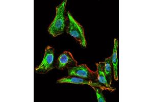 Immunofluorescence analysis of HepG2 cells using MELK antibody (green). (MELK Antikörper  (AA 637-651))