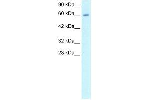WB Suggested Anti-CCNA2 Antibody Titration:  1ug/ml  Positive Control:  HepG2 cell lysate CCNA2 is strongly supported by BioGPS gene expression data to be expressed in Human HepG2 cells (Cyclin A Antikörper  (C-Term))