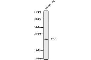 Western blot analysis of extracts of Mouse lung using RTN1 Polyclonal Antibody at dilution of 1:1000. (Reticulon 1 Antikörper)
