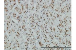 Image no. 1 for anti-Zinc Finger Protein 207 (ZNF207) (AA 1-111) antibody (ABIN599016) (ZNF207 Antikörper  (AA 1-111))