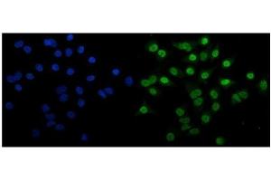 IF analysis of EHMT2/G9A using anti-EHMT2/G9A antibody (ABIN7602084). (EHMT2 Antikörper  (AA 580-1195))