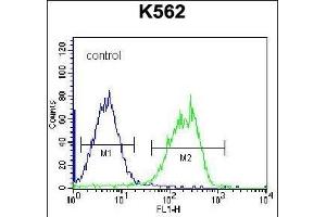 HLA-DQA1 Antibody (Center) (ABIN656168 and ABIN2845498) flow cytometric analysis of K562 cells (right histogram) compared to a negative control cell (left histogram). (HLA-DQA1 Antikörper  (AA 57-84))