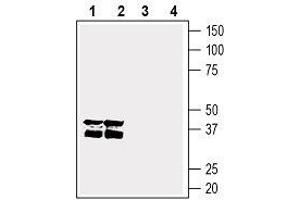 Western Blotting (WB) image for anti-G Protein-Coupled Receptor 55 (GPR55) (AA 261-275), (Extracellular) antibody (ABIN7043162)