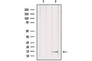 Western blot analysis of extracts from mouse brain, using RPAB2 Antibody. (POLR2F Antikörper  (N-Term))