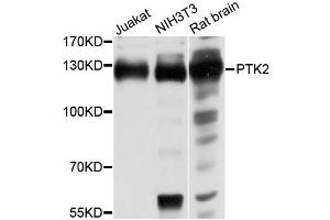Western blot analysis of extracts of various cell lines, using PTK2 antibody (ABIN1874428) at 1:1000 dilution. (FAK Antikörper)