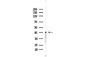 anti-ELAV2/4 (ELAV2/4) (Internal Region) antibody