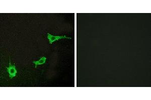 Peptide - +Western blot analysis of extracts from COS-7 cells, using EDNRA antibody. (Endothelin-1 Receptor Antikörper  (C-Term))