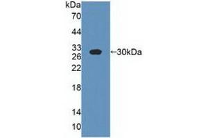 Western blot analysis of recombinant Cow CSN1. (Casein alpha S1 Antikörper  (AA 16-214))