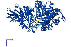 Phosphoglucomutase 1 Protein (PGM1) (AA 1-562) (His tag)