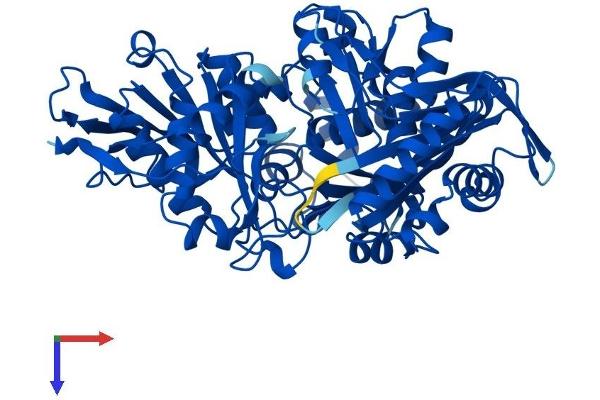 Phosphoglucomutase 1 Protein (PGM1) (AA 1-562) (His tag)