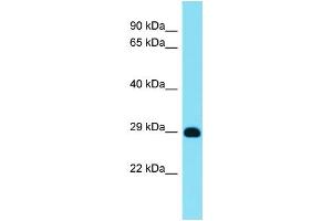 Host: Rabbit  Target Name: Mrpl12  Sample Tissue: Rat Lung lysates  Antibody Dilution: 1.