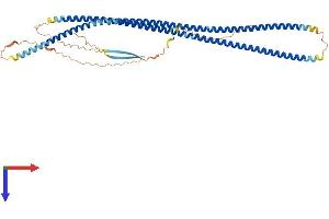 Peripherin Protein (PRPH) (AA 1-475) (His tag)