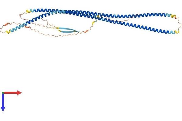 Peripherin Protein (PRPH) (AA 1-475) (His tag)