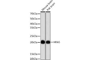 Western blot analysis of extracts of various cell lines, using HRAS antibody (ABIN7267785) at 1:1000 dilution. (HRAS Antikörper)