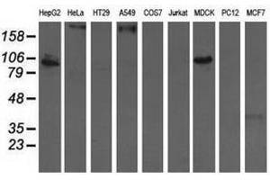 Image no. 3 for anti-Aldehyde Dehydrogenase 1 Family, Member L1 (ALDH1L1) antibody (ABIN1496585) (ALDH1L1 Antikörper)