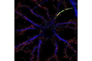 Immunofluorescence staining of cultured rat hippocampal neurons with N18/30 (red), K13/31 (Kv1. (DLG2 Antikörper  (AA 1-852))