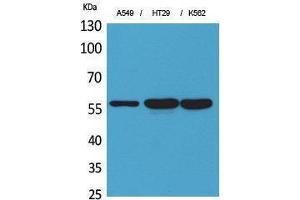 Western Blotting (WB) image for anti-Protein Disulfide Isomerase Family A, Member 3 (PDIA3) (Internal Region) antibody (ABIN3187755)