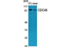 Western Blot (WB) analysis of specific cells using CDC46 Polyclonal Antibody. (MCM5 Antikörper  (N-Term))