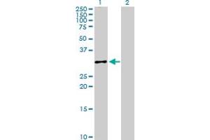 Western Blot analysis of CASP3 expression in transfected 293T cell line by CASP3 MaxPab polyclonal antibody.