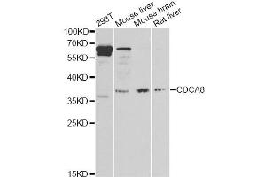 Western blot analysis of extracts of various cell lines, using CDCA8 antibody (ABIN6290179) at 1:1000 dilution. (CDCA8 Antikörper)