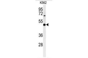 Western blot analysis of B3GAT1 Antibody (N-term) in K562 cell line lysates (35µg/lane). (CD57 Antikörper  (N-Term))