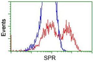 Image no. 3 for anti-Sepiapterin Reductase (SPR) antibody (ABIN1501114) (SPR Antikörper)