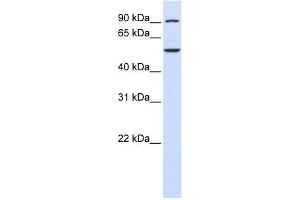 WDR34 antibody used at 1 ug/ml to detect target protein. (WDR34 Antikörper  (C-Term))