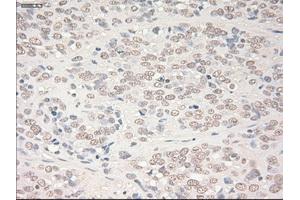 Image no. 1 for anti-SRY (Sex Determining Region Y)-Box 17 (SOX17) (AA 177-414) antibody (ABIN1491032) (SOX17 Antikörper  (AA 177-414))