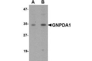 Western blot analysis of GNPDA1 in mouse kidney lysate with AP30368PU-N GNPDA1 antibody at (A) 1 and (B) 2 μg/ml.