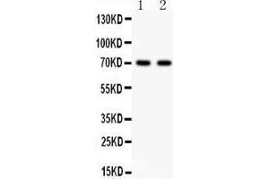 Anti- SHBG Picoband antibody, Western blotting All lanes: Anti SHBG  at 0. (SHBG Antikörper  (AA 30-210))