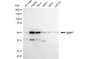 Western blotting analysis using RBBP7 antibody (ABIN7800186).