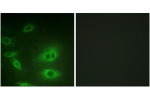 Immunofluorescence (IF) image for anti-Sodium Potassium ATPase, alpha1 (ATP1A1) (AA 15-64) antibody (ABIN2888908) (ATP1A1 Antikörper  (AA 15-64))