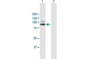 Western Blot analysis of VCAM1 expression in transfected 293T cell line by VCAM1 MaxPab polyclonal antibody. (VCAM1 Antikörper  (AA 1-739))