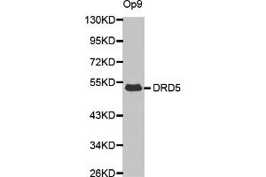 Western blot analysis of extracts of Op9 cells, using DRD5 antibody (ABIN6290300). (DRD5 Antikörper)