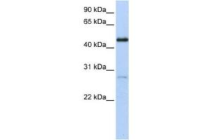 Western Blotting (WB) image for anti-Nuclear Receptor Subfamily 2, Group F, Member 1 (NR2F1) antibody (ABIN2459153)