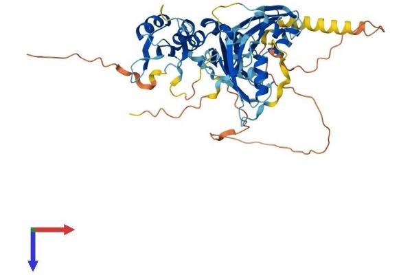 RBM45 Protein (AA 1-476) (His tag)