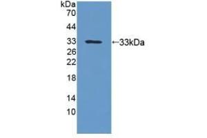 UPB1 anticorps  (AA 121-384)