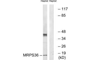 Western blot analysis of extracts from HepG2 cells, using MRPS36 antibody. (MRPS36 Antikörper  (N-Term))